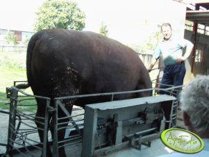 No i sprzedaż. Nie za duży i słabe zdjęcie ale nie było