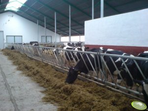 Obora wolnostanowiskowa