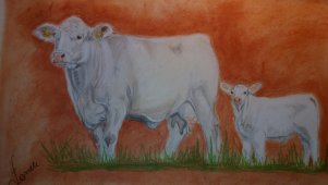 Obraz krowa Charolais z cielakiem