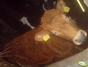 Odsadka Jałówka LM 87,5%