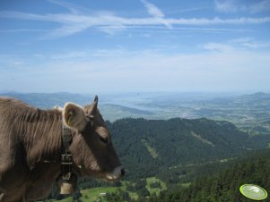 Odważna brown swiss' ka