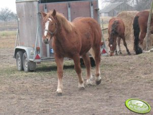 Ogierek zimnokrwisty