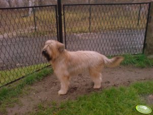 Owczarek francuski Briard