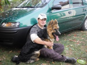 Owczarek Niemiecki długowłosy 