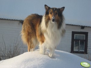 Owczarek Szkoci Collie