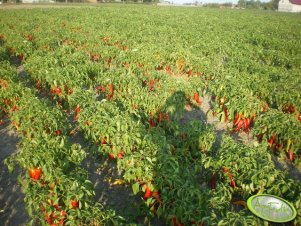 Papryka Chili
