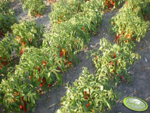 Papryka Chili