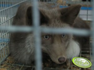 Pierwszy raz widze taki kolor lisa. Fajnie fuczał;)