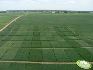 Poletka doświadczalne koło Grabowca (Lubelskie)