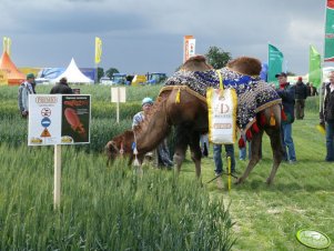 Polskie zboża 2009