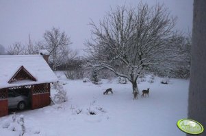 Poranni goście - sarenki