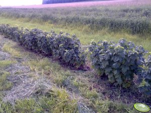 Porzeczka czarna Sofijewskaja