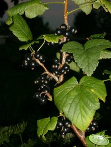 Porzeczka