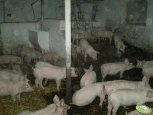  Prosiaki i automaty paszowe