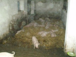 Prosiaki - odpoczynek