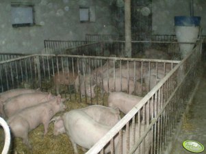 Prosiaki - płytka ściółka