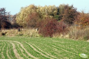 Pszenica 06.11.2011