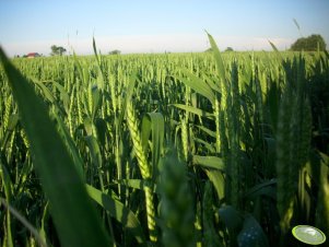 Pszenica Bogatka