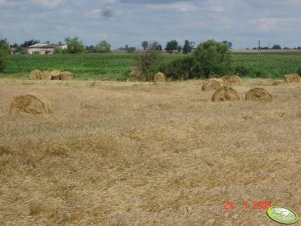 Pszenica i belki z siana