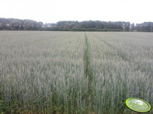 Pszenica jara Bombona