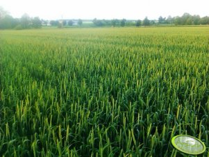 Pszenica jara Parabola 