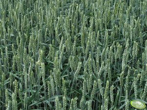 Pszenica jara TYBALT 2012