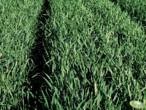 Pszenica jara TYBALT 2012