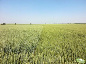 Pszenica Ludwig i Askalon