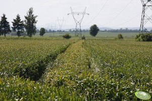 Pszenica Menestrel 06.06.2010