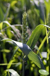Pszenica Menestrel 06.06.2010