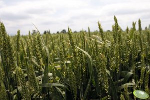 Pszenica Menestrel 13.06.2010