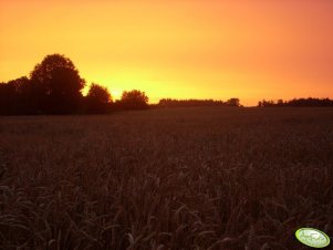 Pszenica + mieszanka