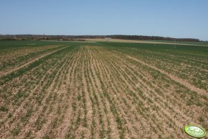 Pszenica Muszelka 10.04.2011