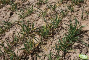 Pszenica Muszelka 10.04.2011