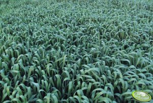 Pszenica ozima Bamberka