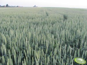 Pszenica ozima Bogatka