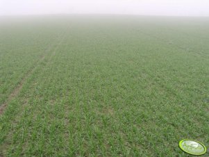 Pszenica ozima Bogatka 