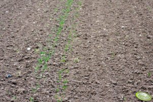 Pszenica ozima i jęczmień jary