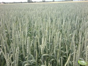 Pszenica Ozima Legenda