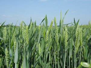 Pszenica ozima Muszelka