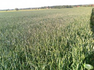 Pszenica Ozima - Muszelka