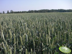 Pszenica Ozima - Muszelka