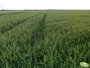 Pszenica Ozima - Muszelka