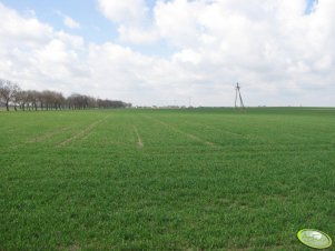 Pszenica ozima Olivin 