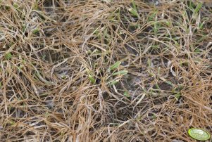 Pszenica ozima Orcas 