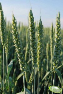 Pszenica ozima TIGER