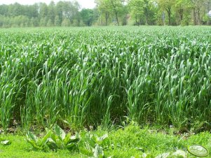 Pszenica ozima Turnia