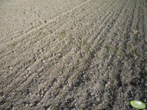 Pszenica ozima Turnia