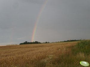 Pszenica ozima