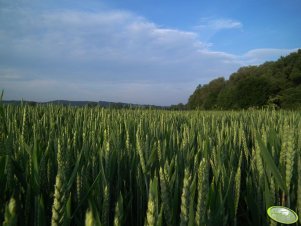 Pszenica ozima